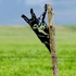 Kép 5/6 - Mókus alakú kerítésdísz