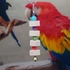 Kép 7/7 - Papagáj Csőr Csiszoló Kő