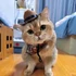 Kép 10/10 - Macska-cowboy Sapka