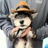 Kép 7/10 - Macska-cowboy Sapka
