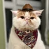 Kép 9/10 - Macska-cowboy Sapka
