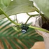 Kép 4/7 - 20db Orchidea Clip