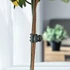 Kép 5/7 - 20db Orchidea Clip