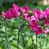 Kép 6/7 - 20db Orchidea Clip